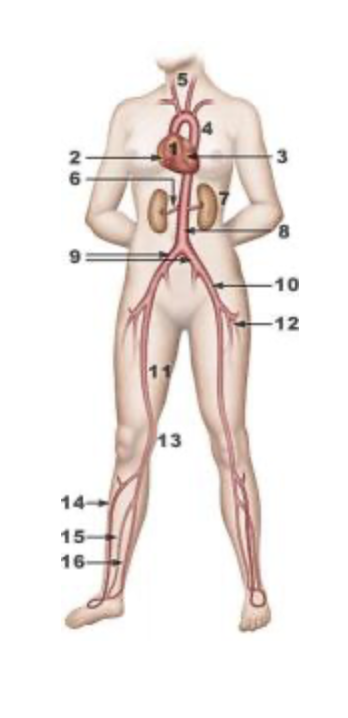 Artérite des membres inférieurs